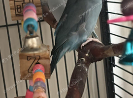 A Stunning Pair Of Blue Parrotlets. Ready To Breed