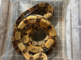 Female boa