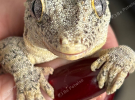 Yellow base reticulated gargoyle gecko