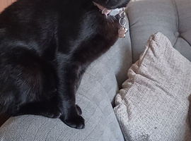 Rehoming cat