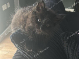 Missy