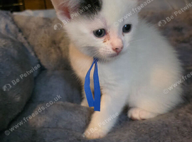 READY TO GO - Male Kittens