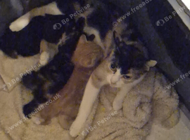 3 kittens looking for forever homes
