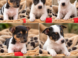 Jack Russell puppies