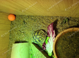 Tortoise with house and accessories