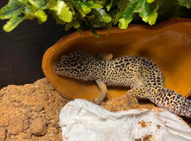 Leopard gecko