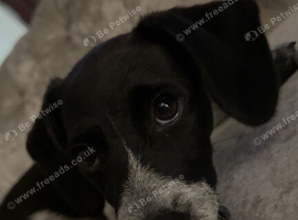 Dachshund/russel