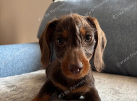 Girl puppy