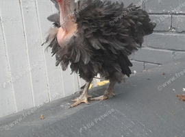 Black frizzle necked neck chicken