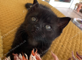 Black smoke Dsh kitten