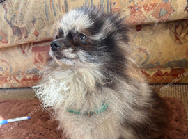 Beautiful Merrill Pomeranian boy