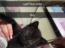 Kittens for sale