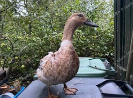 Harlequin ducks for sale