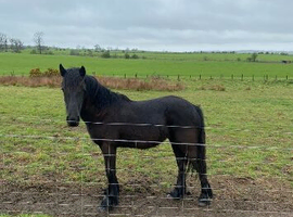 Registered Dales yearling filly section A