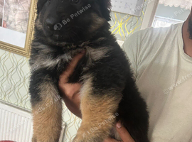 Longhaired german shepherd