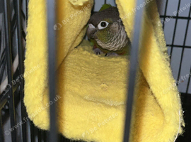 Coco