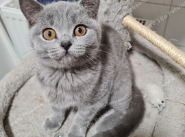 2 British Blue shorthair girls