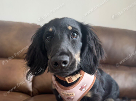 Long Haired Miniature Dachshund Puppy