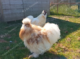 Young bearded Silkie roosters