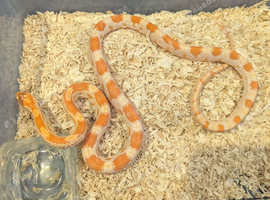 Young corn snake