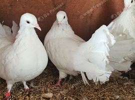 White Dove fluffy tail