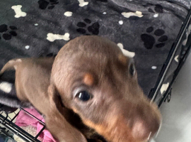 MinI Dachshund