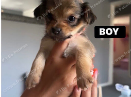 Adorable chihuahua