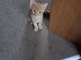 2x kittens for sale
