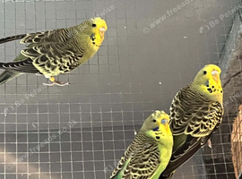 Selling baby budgies