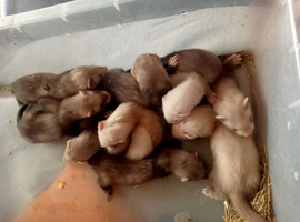 4 baby ferret