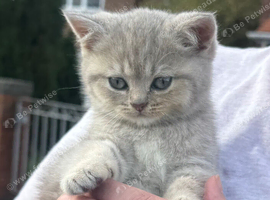 Ready Nov 9th Beautiful GCCF Registered British Shorthair Kittens