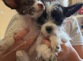 Shih Tzu x chihuahua puppies