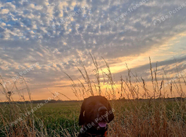 KC registered 5th Generation GSP