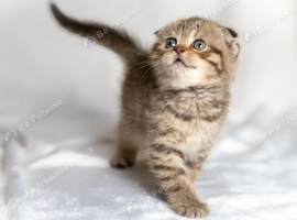 READY NOW! Scottish fold kittens