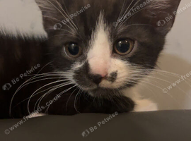 Beautiful British Shorthair Mum & Her Kittens &mdash; Ready for Forever Homes!