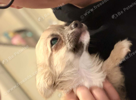 Pure chihuahua puppy