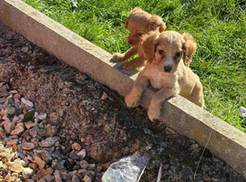 Cocker spaniel puppies