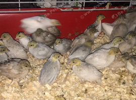 CHINESE PAINTED BUTTON QUAILS !