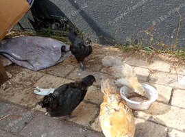 Chickens, chicks and runner ducks
