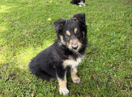 Beautiful Puppies for Sale