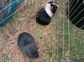 Two smooth coated guinea pigs?