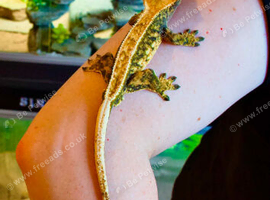 Harlequin het Lilly White Male
