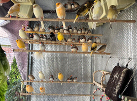 Zebra Finches for sale &pound;10 each