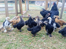 Lovely Bantam chicks