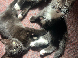 Beautiful kittens ready for a loving home :)