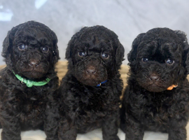 3 Toy Poodle Puppies