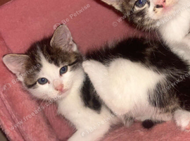 7 weeks old kittens