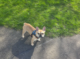 Frenchie/pug