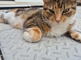 Female cat for sale
