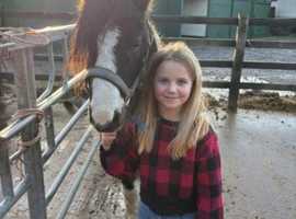 Coloured gelding 11hh